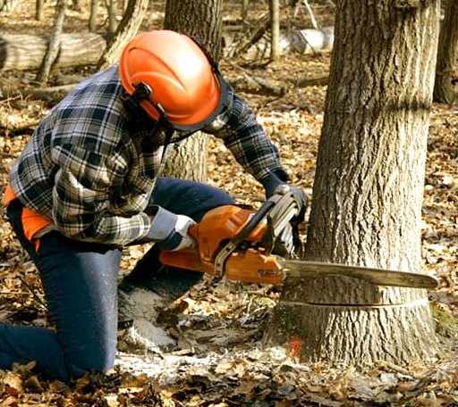 Tree Removal in Vici, OK